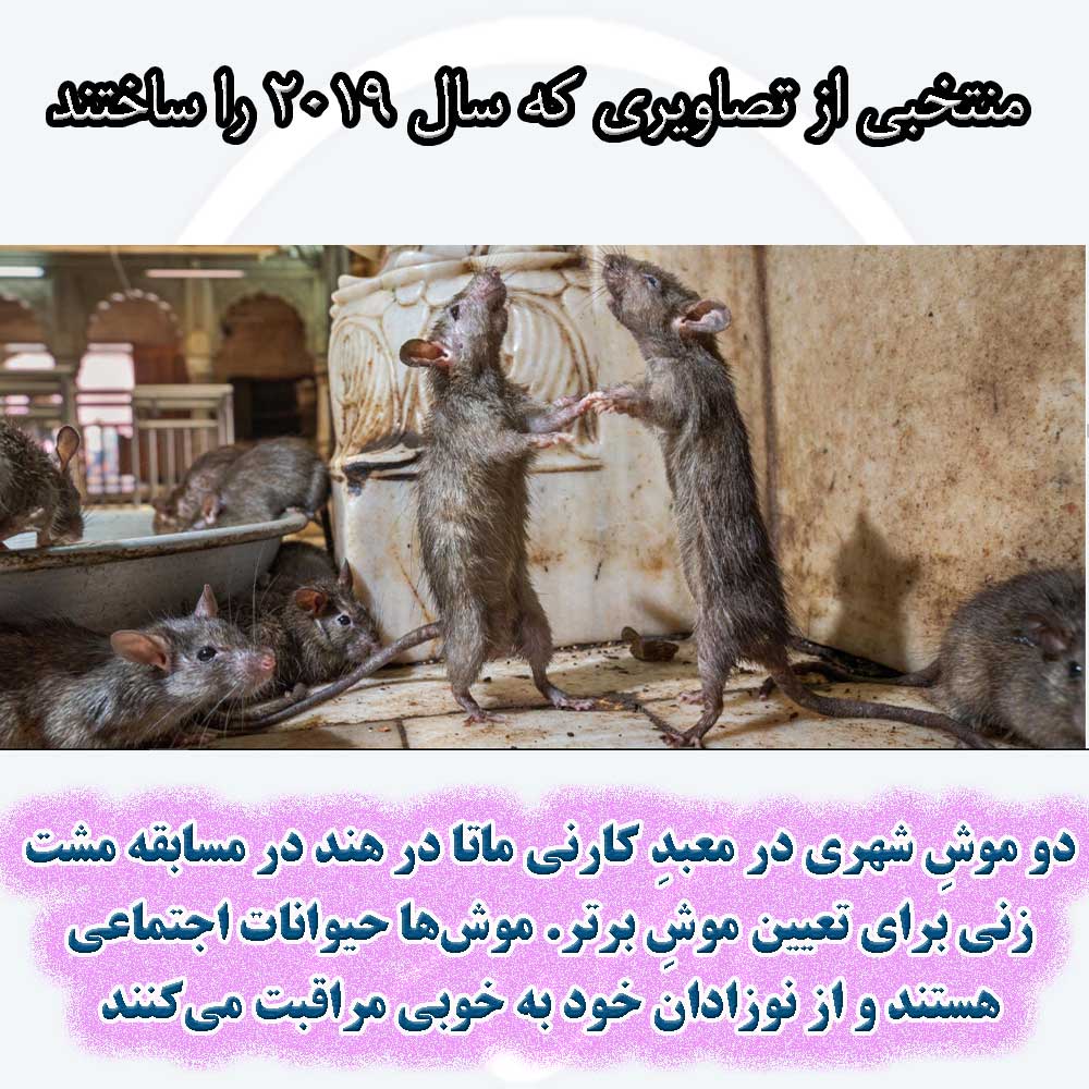 دو موشِ شهری در معبدِ کارنی ماتا در هند در مسابقه مشت‌زنی